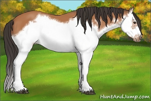Horse Color:Bay Splash Frame