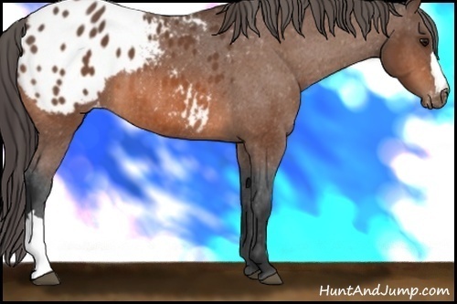 Horse Color: Bay Blanket 