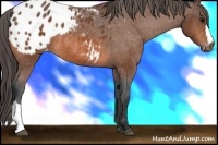 Horse Color:Bay Appaloosa