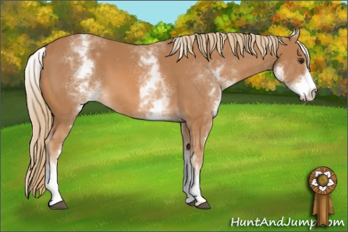 Horse Color: White Spotted Chestnut 