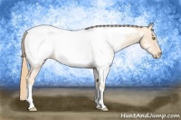 Horse Color:Gold Champagne Snowcap 