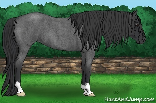 Horse Color: Blue Roan 