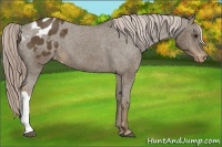Horse Color:Chocolate Palomino Appaloosa 