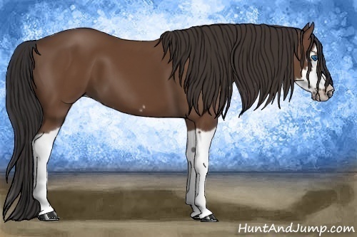 Horse Color: Bay Splash Frame 