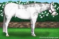 Horse Color:Black Ice Splash Frame Appaloosa 
