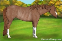 Horse Color:Chestnut Rabicano 