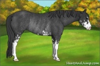 Horse Color:Black Sabino Rabicano 