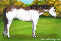 Horse Color:Bay Splash Frame 