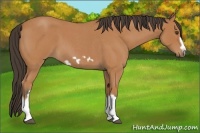 Horse Color:Bay Roan Splash Frame 