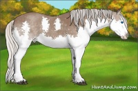 Horse Color:Silver Black Splash