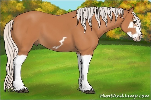 Horse Color:Unknown 