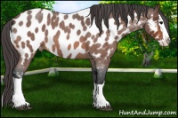 Horse Color:Bay Roan Splash Near Leopard 