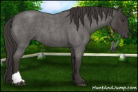 Horse Color:Smoky Blue Roan 