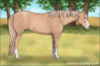 Horse Color:Gold Champagne Sabino Splash 
