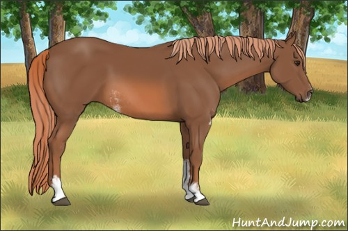 Horse Color: Liver Chestnut Sabino 