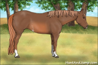 Horse Color:Liver Chestnut Sabino