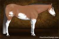 Horse Color:Bay Splash Frame 