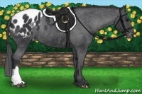 Horse Color:Black Blanket Rabicano 