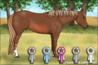 Horse Color:Liver Chestnut Sabino