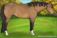 Horse Color:Buckskin 