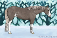 Horse Color:Silver Black Sabino Splash