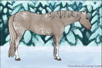 Horse Color:Unknown 