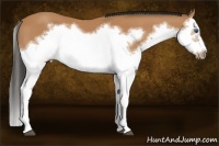 Horse Color:Bay Splash Frame 