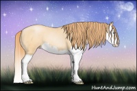 Horse Color:Buckskin Pearl Splash 