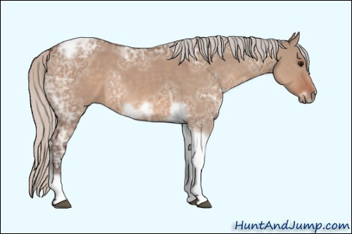 Horse Color: Unknown 