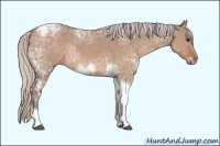 Horse Color:Unknown 