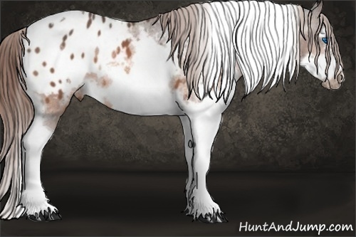 Horse Color:Brown Splash Tobiano Frame Appaloosa 