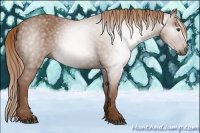 Horse Color:Gray Chestnut 