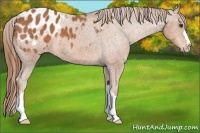 Horse Color:Chestnut Appaloosa 