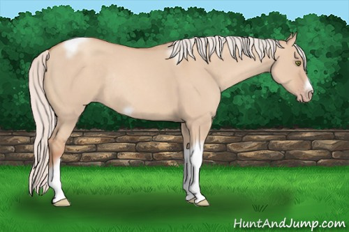 Horse Color: Unknown 