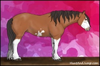 Horse Color:Bay Splash Frame 