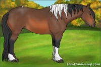 Horse Color:Bay Tobiano