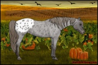 Horse Color:Smoky Blue Roan Appaloosa 