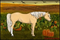 Horse Color:Palomino