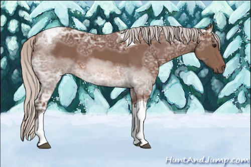 Horse Color: Unknown 