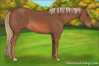 Horse Color:Liver Chestnut 