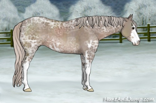 Horse Color: Unknown 