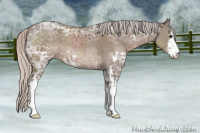 Horse Color:Unknown 