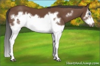 Horse Color:Bay Splash Frame 