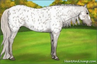 Horse Color:Silver Grullo Roan Appaloosa 