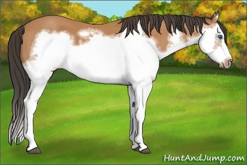 Horse Color:Bay Splash Frame 
