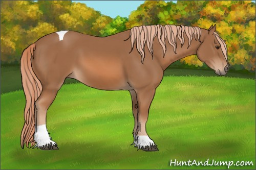 Horse Color: Unknown 