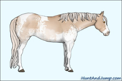 Horse Color: Unknown 