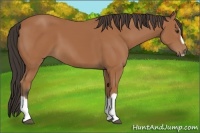 Horse Color:Bay Splash Frame