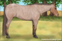 Horse Color:Bay Roan Appaloosa 