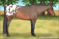 Horse Color:Bay Appaloosa 